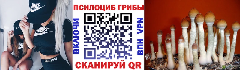 Псилоцибиновые грибы GOLDEN TEACHER  Купить закладки  Талица 